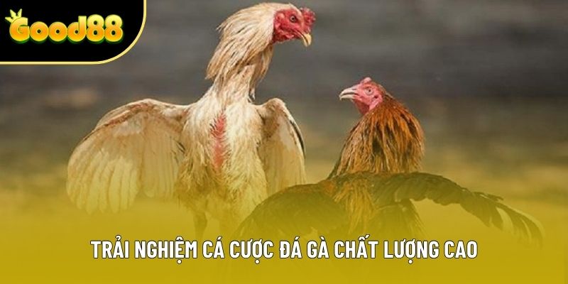 Trải nghiệm cá cược đá gà chất lượng cao