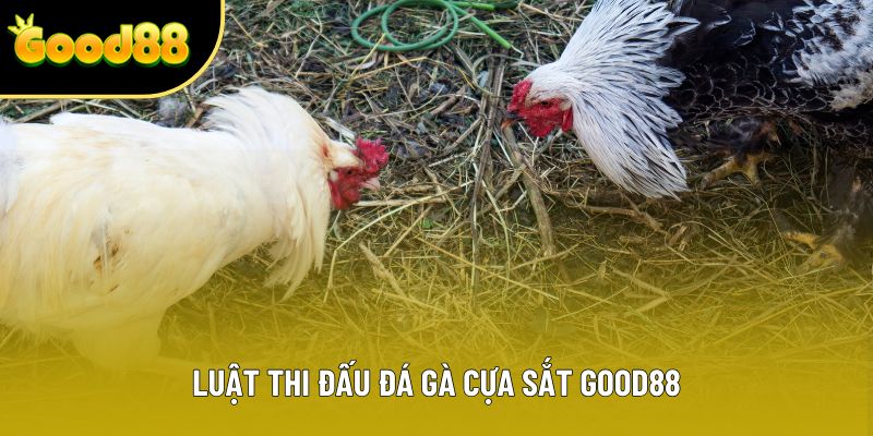 Luật thi đấu đá gà cựa sắt good88