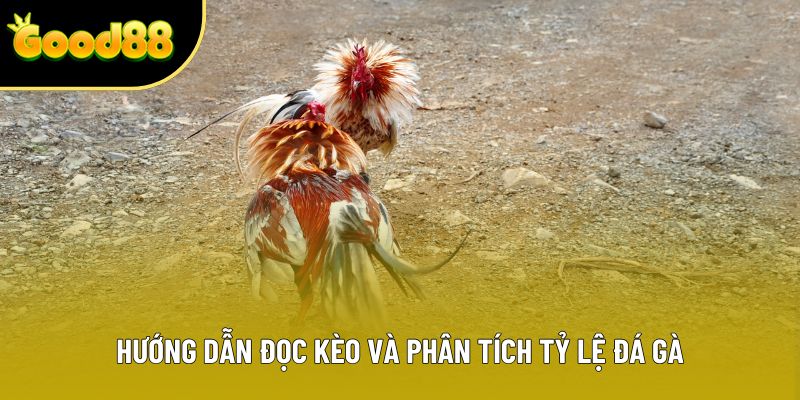 Hướng dẫn đọc kèo và phân tích tỷ lệ đá gà
